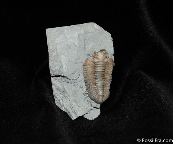 Inch Long Flexicalymene Trilobite Molt #281